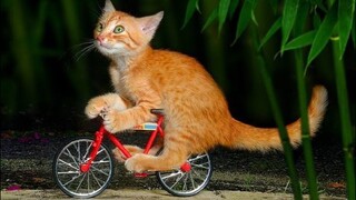 Gatti e Cani pazzi garantiti per farti ridere ✪ Prova a non ridere