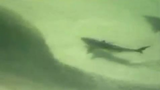 Rare Dragon/Shark Found In Japan