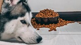 How Much Food Does Your Puppy Need