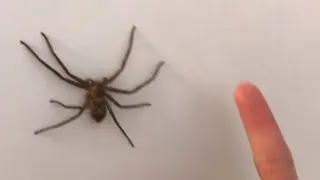Catching the Big Spider to Raise It as a Pet!