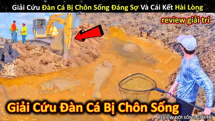 Quá Trình Giải Cứu Đàn Cá Bị Chô.n Sốn.g Đáng Sợ Và Cái Kết Ấm Lòng || Review Giải Trí Đời Sống