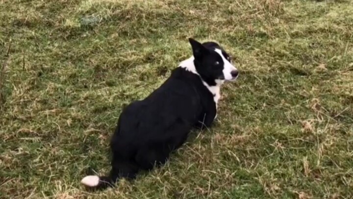 #bordercollie#dog’s daily life#cute pet debut plan