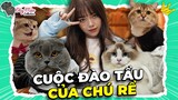 Linh Cãi Nhau với Méo Mập Trước Đám Cưới và Sự Thật Giới Tính Méo Chân Ngắn | ĐUỸ MÈO COLLECTION #4