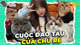 Linh Cãi Nhau với Méo Mập Trước Đám Cưới và Sự Thật Giới Tính Méo Chân Ngắn | ĐUỸ MÈO COLLECTION #4