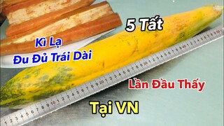 Kì Lạ Trái ĐU ĐỦ Siêu Dài(5 Tất) Lần Đầu có tại Việt Nam& Được Ăn sẽ ra sau!