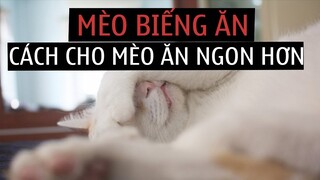 Cách nuôi mèo không biếng ăn và bỏ ăn cực hiệu quả | Dayspet