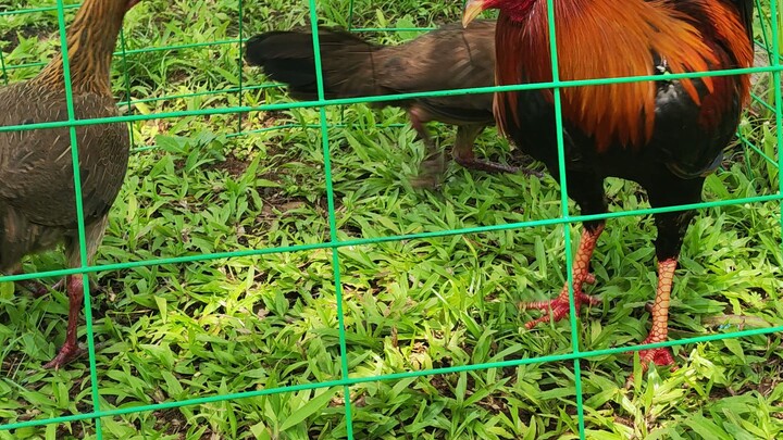 golden or showboy BC×BH gilmore hatch trio frm BGC or bicol golden crown..2025