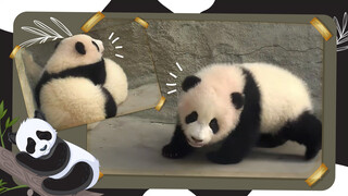 Panda - Aren't You Going to Wake Your Friend Up?