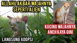 Masya Allah Kucing Jalanan Wajahnya Seperti Alien Luar Angkasa Di Adopsi Sampai Nangis..!