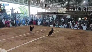 RRS GAMEFARM TALO PO tayo dyan mga idol lolo kalaban apo lang yung sa amin dyan 1cock fastest kill