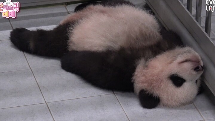 Fu Baom, panda, pose tidur yang paling menyentuh dalam sejarah