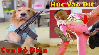 Thú Cưng TV | Tứ Mao Đại Náo #54 | Chó Golden Gâu Đần thông minh vui nhộn | Pets cute smart dog