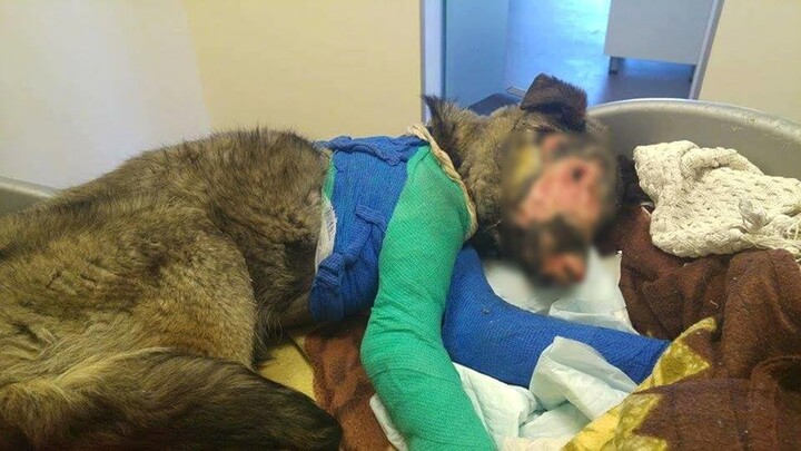 Heartbroken journey of a poor dog was left to end on the road, struggle to survived!