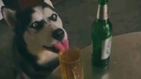 Dig drink Alcohol | Funniest Dog video