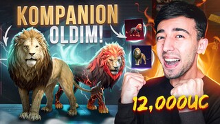 SHER KOMPANION OLDIM 😱 12,000 UC HAMMASI TUSHDI - PUBG MOBILE!!!