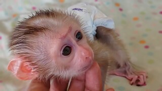 Most Emotional Moment!! Tiny adorable Luca trying to find Mom to comfort after waking up