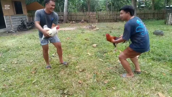 Sparring muna bagong ligo sa bagyong kristine.  Kanawayon Hatch vs Goldenboysweater. 😁☝️🐓💪👌