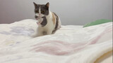 Video collection of adorable cats