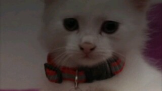 Anak kucing lucu