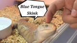 Animal | Feeding Blue-Tongued Skinks