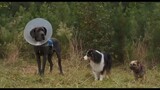 watch strays movie comedy  dogs for free link in description