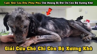 Cuộc Giải Cứu Đầy Phép Màu Chú Chó Hoang Bị Bỏ Đói Gần Như Chỉ Còn Bộ Xương Khô | Tám Tới Tấp