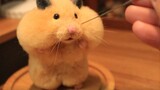 I made a stuffed hamster that I ate, I lied to you