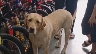 Anjing itu ingin mencari teman bermain, tetapi saya merasa sedih ketika bertemu dengan pelanggan yan