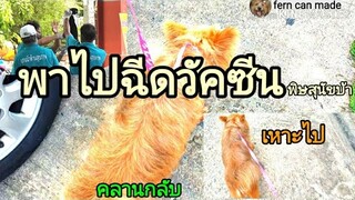 พาไปฉีดวัคซีนพิษสุนัขบ้าฟรี#ขาไปวิ่งแข่งกับจรวด ขากลับแทบคลาน#