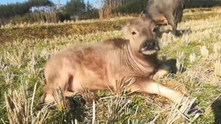 Animal|Daily Life of Buffalo