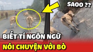 Anh tài xế thể hiện trình độ ngoại ngữ khi GIAO TIẾP với BÒ để xin qua đường 😂 | Yêu Lu