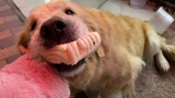 [Animals]Feeding a Golden Retriever with steamed bread
