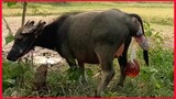 See How The Carabao Suffer Just To Born A Baby Carabao.