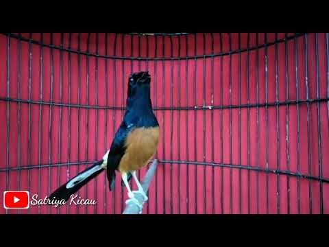 Super Mewah...MURAI BATU Gacor Seketika Bongkar Isian