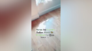 Plants for pets! LearnOnTikTok dogs planttiktok roothouseplants fyp