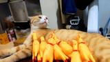 Kucing Oren Menetaskan Anak Ayam yang Berkotek