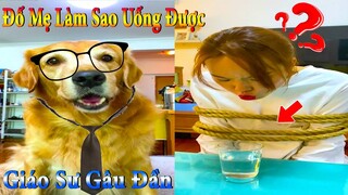 Thú Cưng TV | Dương KC Pets | Gâu Đần và Bà Mẹ #8 | Chó Golden Gâu Đần thông minh vui nhộn cute dog