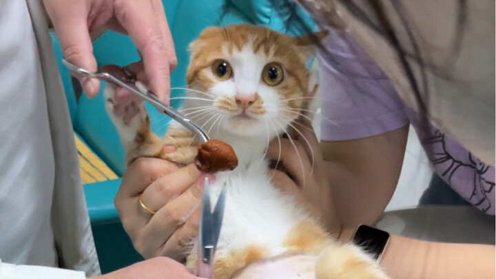 Doctor: It’s not common to see such a caring cat