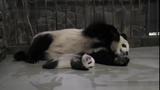 [Panda] แม่เอาแต่กินจนลืมลูก