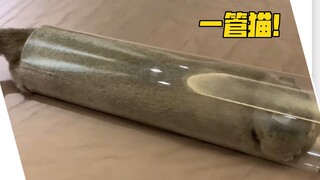 猫和老鼠现实版汤姆！