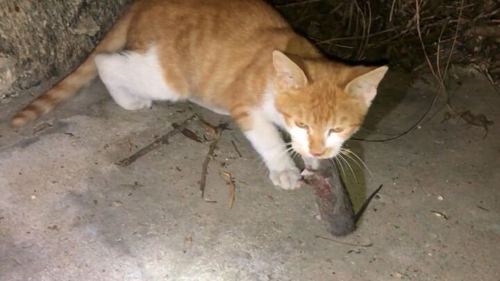 [Kucing Menangkap Tikus 7] Kucing kebunku menangkap tikus ke-7! Acungan jempol untuk kucing Cina!