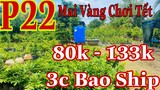 🔴 Hết Hàng 🔴 Mai vàng chơi tết p22 | Mai Vàng Giảo Thủ Đức Giá rẻ 5c 400k _ 3 cây 400k Bao Ship