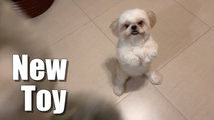 Shih Tzu Dog Reacts to His New Toy