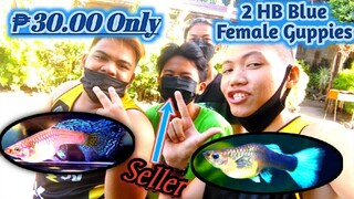 Buying my friend's 2 HB Blue Female Guppies for ₱30.00 Only | Tank Cleaning | Guppy Breeding