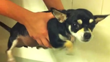 รวมวิดีโอสุนัขตลกว่ายน้ำในอากาศ 🔴 รวบรวมวิดีโอสุนัขตลกว่ายน้ำในอากาศ