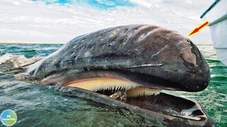 10 Loài Cá Voi To Khổng Lồ Bạn Sẽ Không Tin Chúng Tồn Tại Trên Trái Đất | Mê Khám Phá