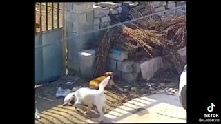 Dog's revenge!