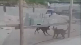 Dog hits dog with something