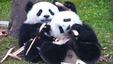 我们熊猫幼儿园，有着严格的管理制度