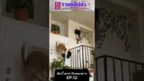 รวมคลิปตลกฮาๆ EP.121 #สัตว์เลี้ยง  #ตลก #shorts #tiktok #funny #สัตว์โลกน่ารัก #แกล้ง #สัตว์ตลก